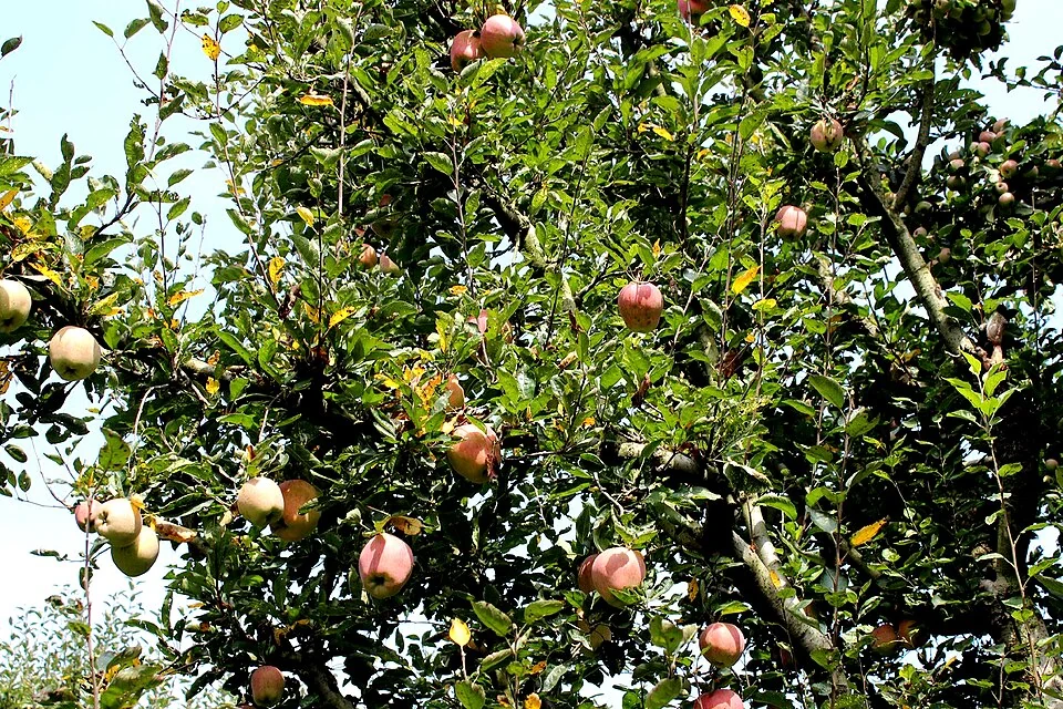Kashmir Apples: Orchards, Harvest and Regional Livelihoods