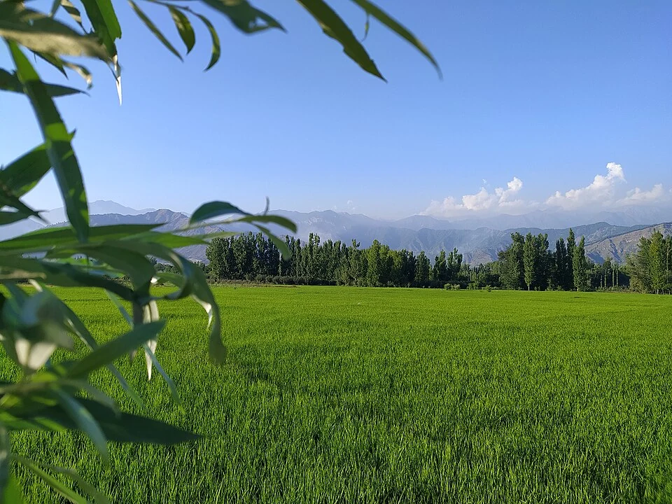 Rice Farming in Kashmir: Paddy Fields and Seasonal Work