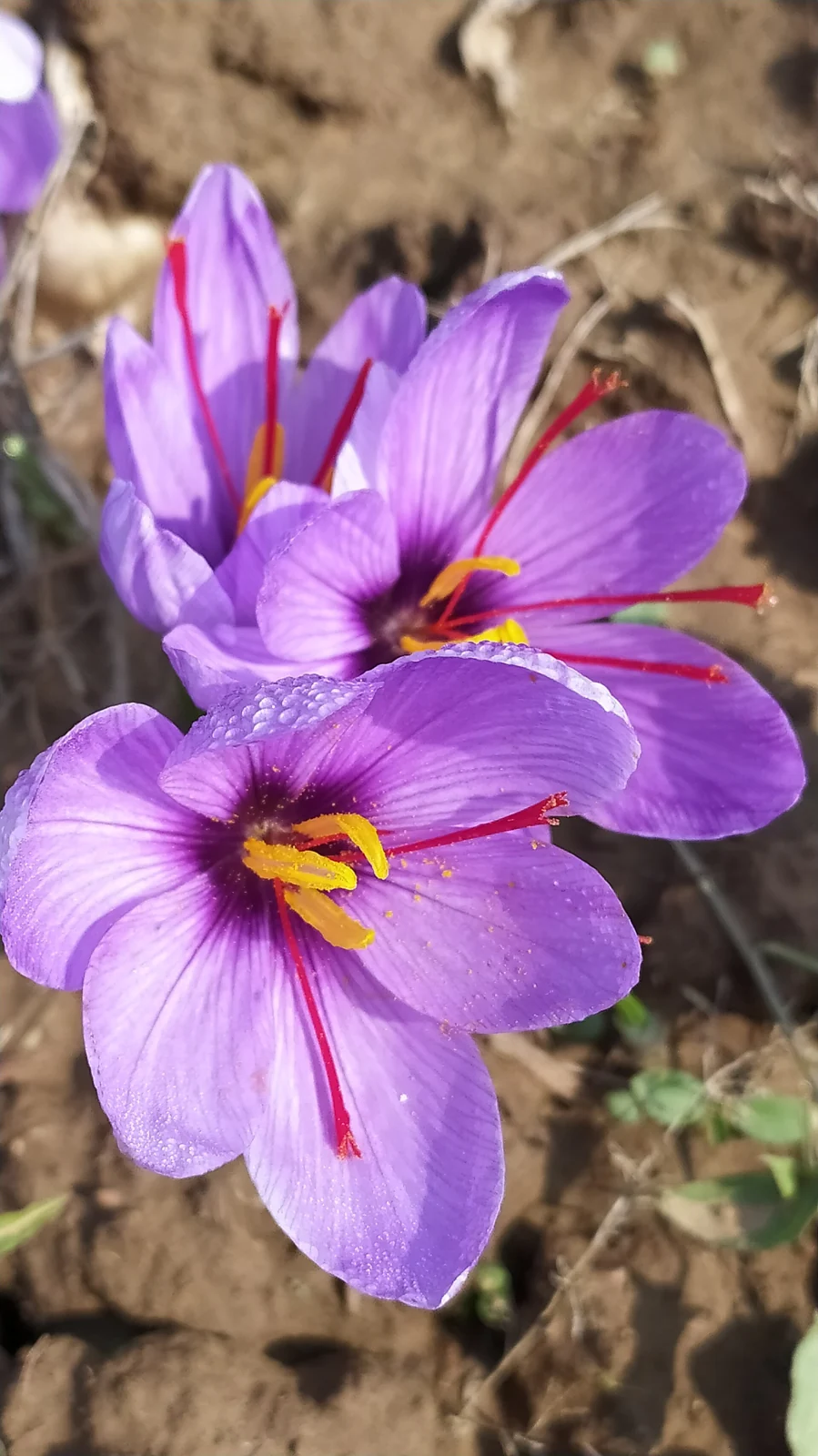 Kashmir Saffron: Plant, Cultivation, Harvest and Geographical Identity