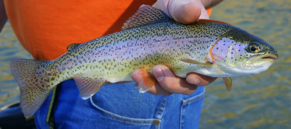 Trout Farming in Kashmir: Cold Water and Fish Production