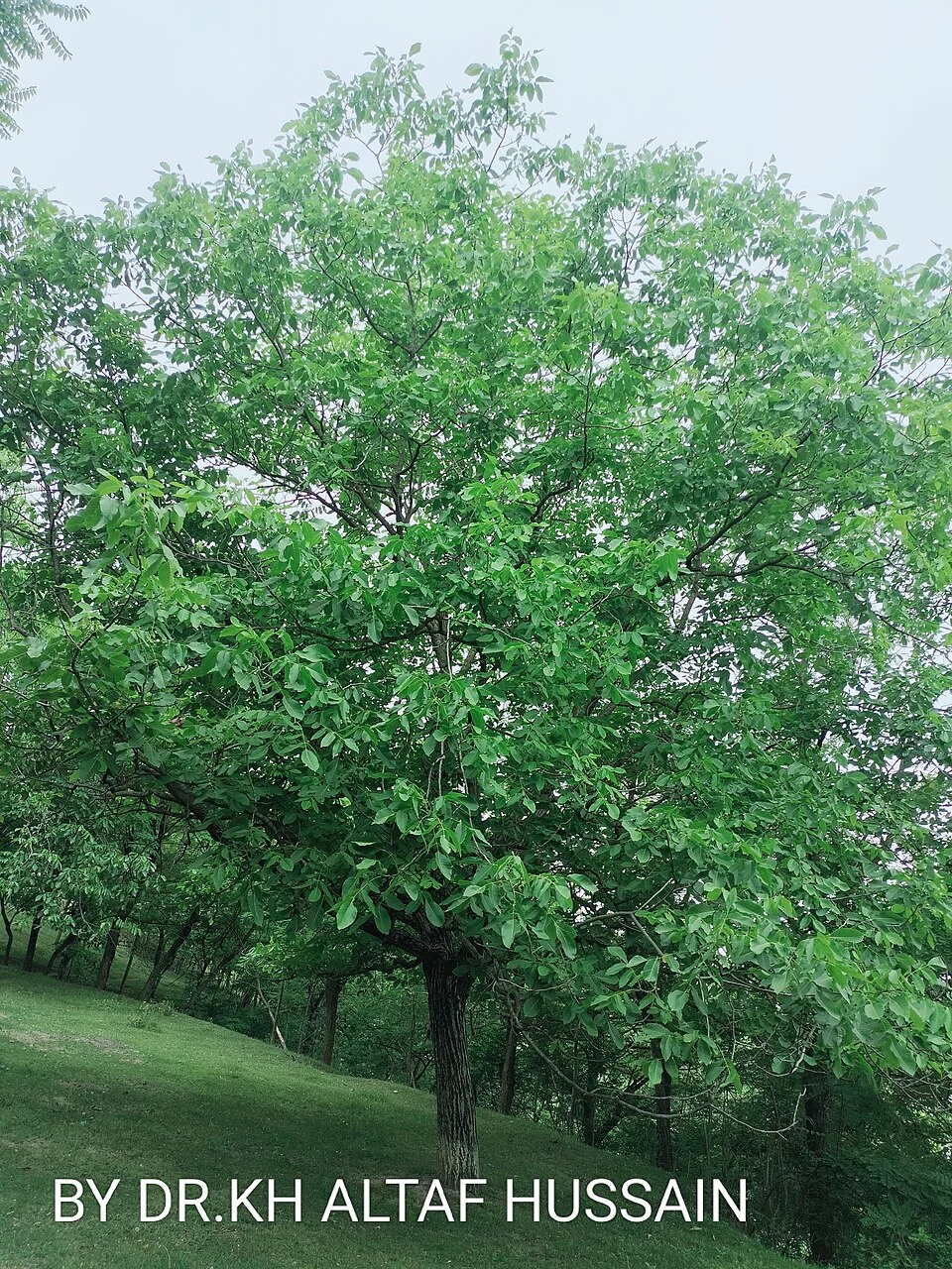 Kashmir Walnuts: Orchards, Harvest and Regional Trade