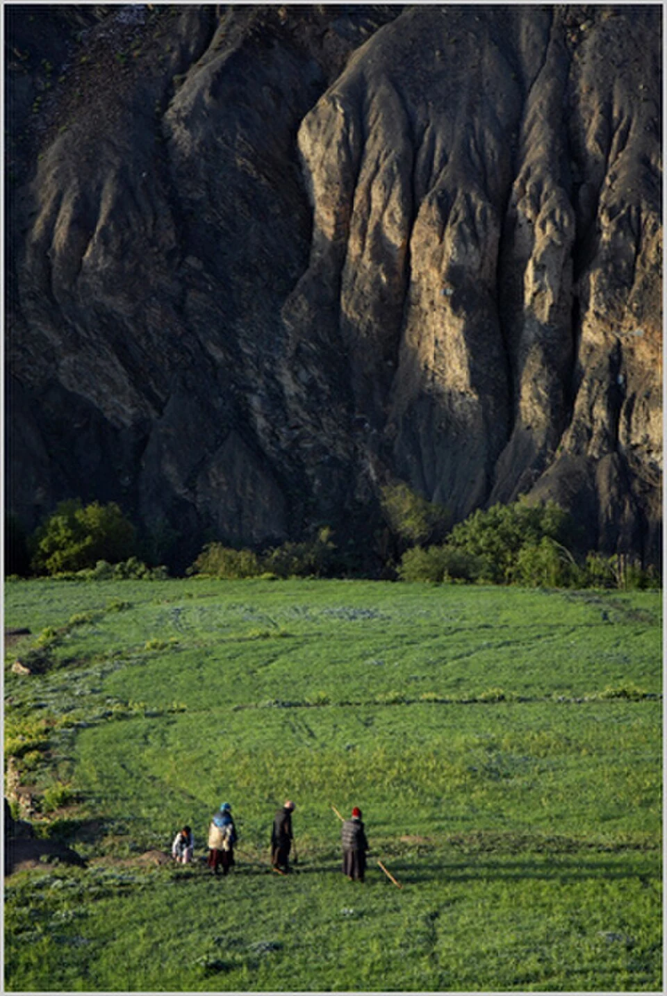 Barley in Ladakh: Cultivation and Regional Food Traditions