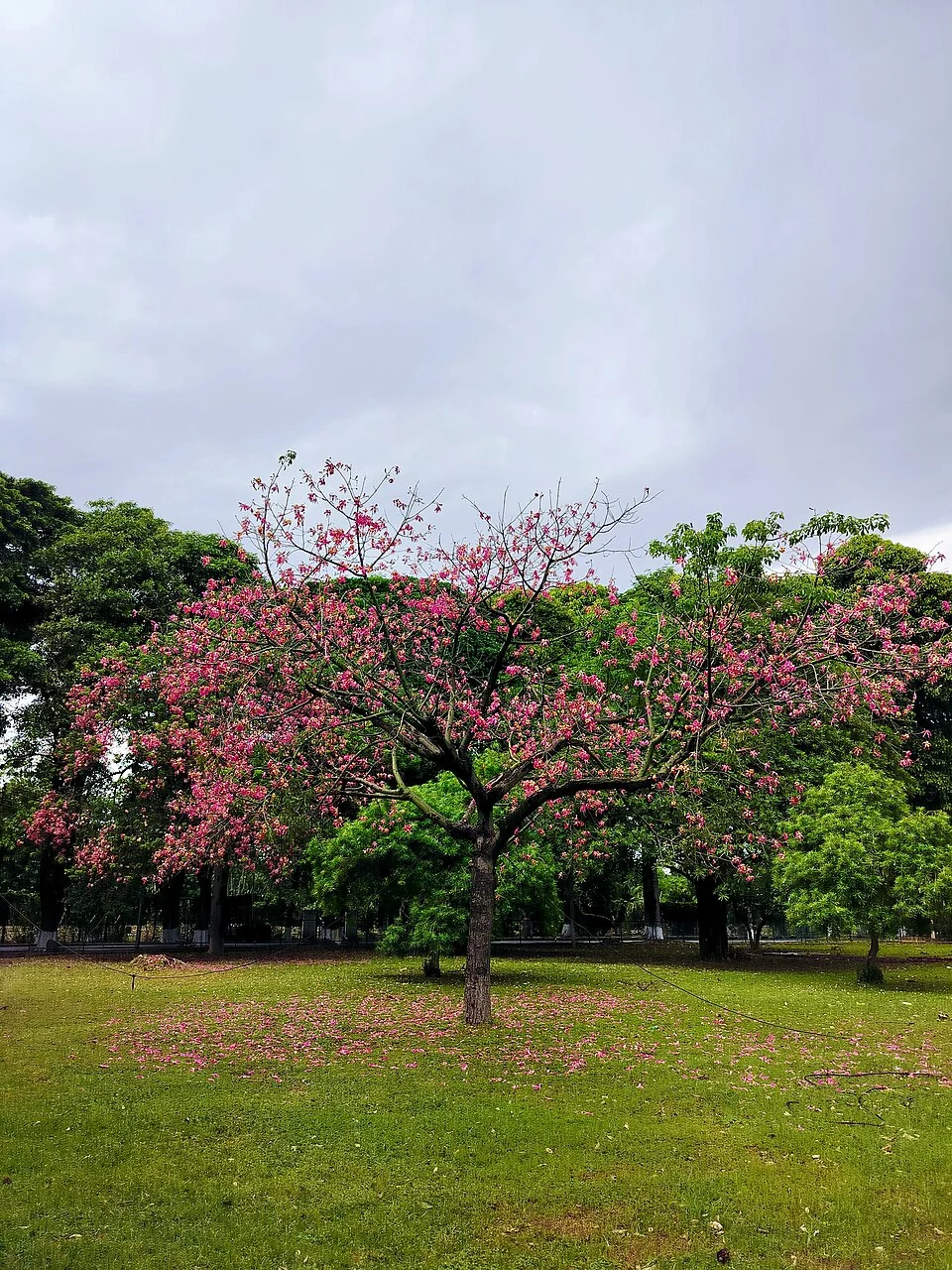 University of Jammu: Higher Education and a Regional University