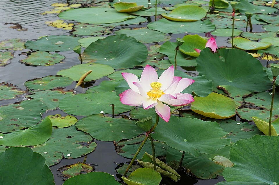 Nadru: Lotus Rhizomes and Kashmir’s Lake-based Food Culture