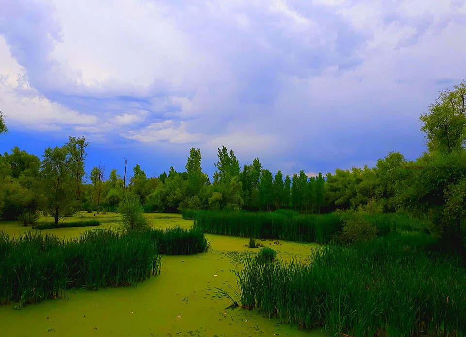 Hokersar: Wetland, Migratory Birds and Valley Water Systems