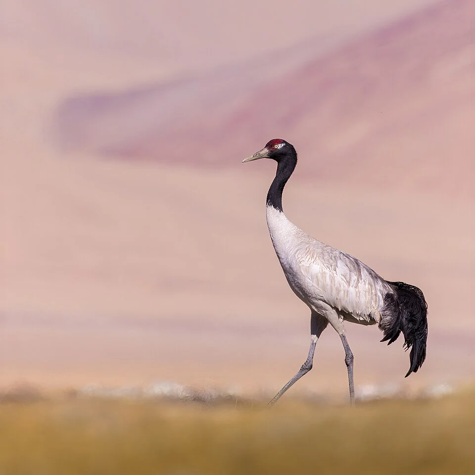 Black-necked Crane: Wetland Breeding Habitat in Ladakh