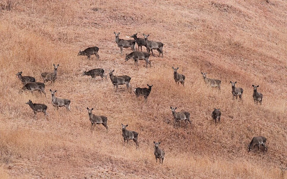 Hangul: Kashmir’s Red Deer and Its Conservation Setting
