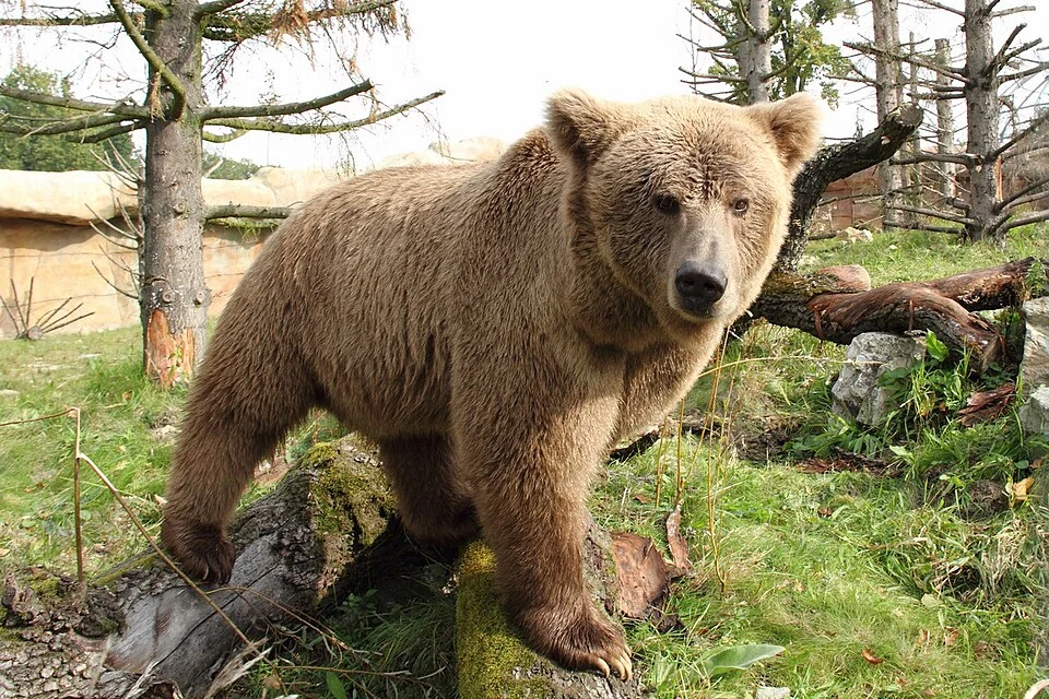 Himalayan Brown Bear: Mountain Ecology in Kashmir and Ladakh