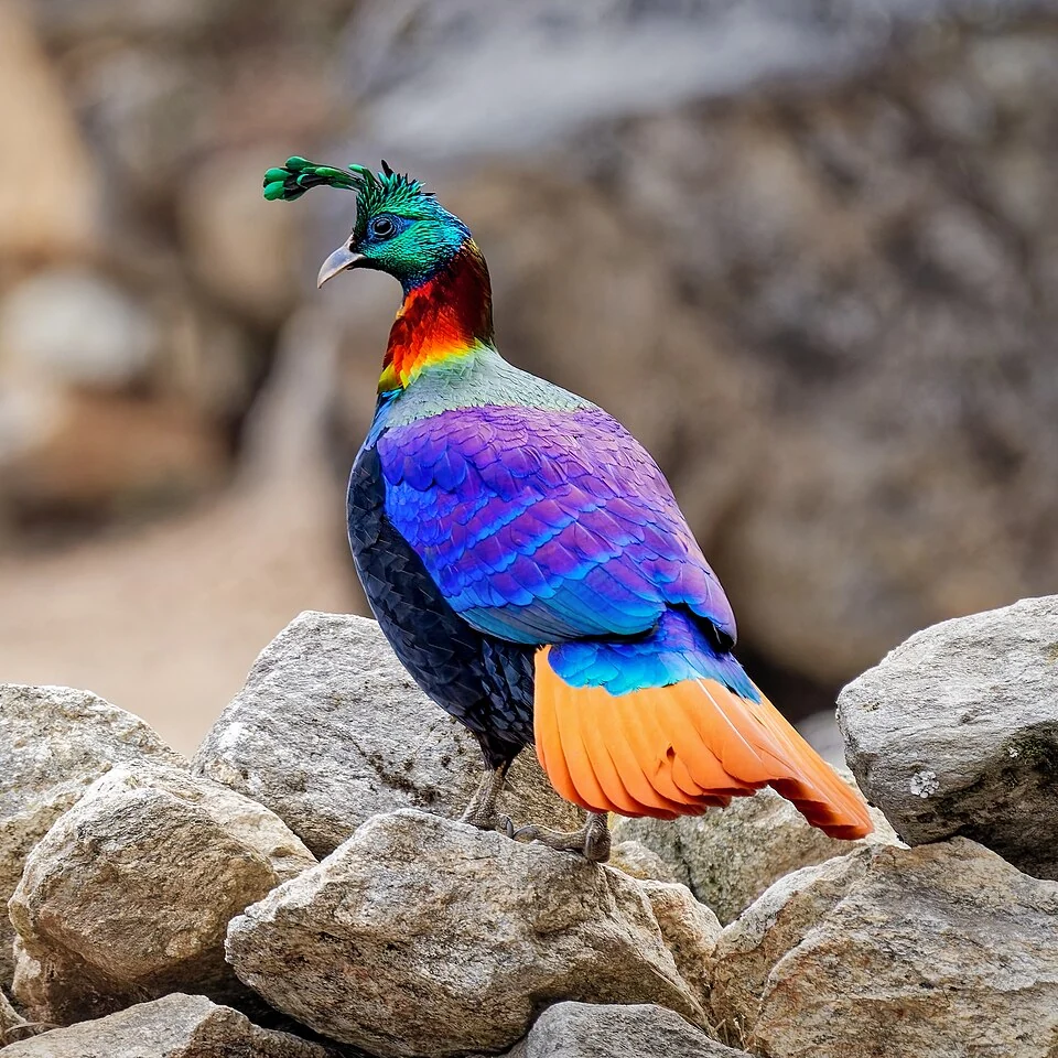 Himalayan Monal: A Pheasant of Kashmir’s Mountain Forests