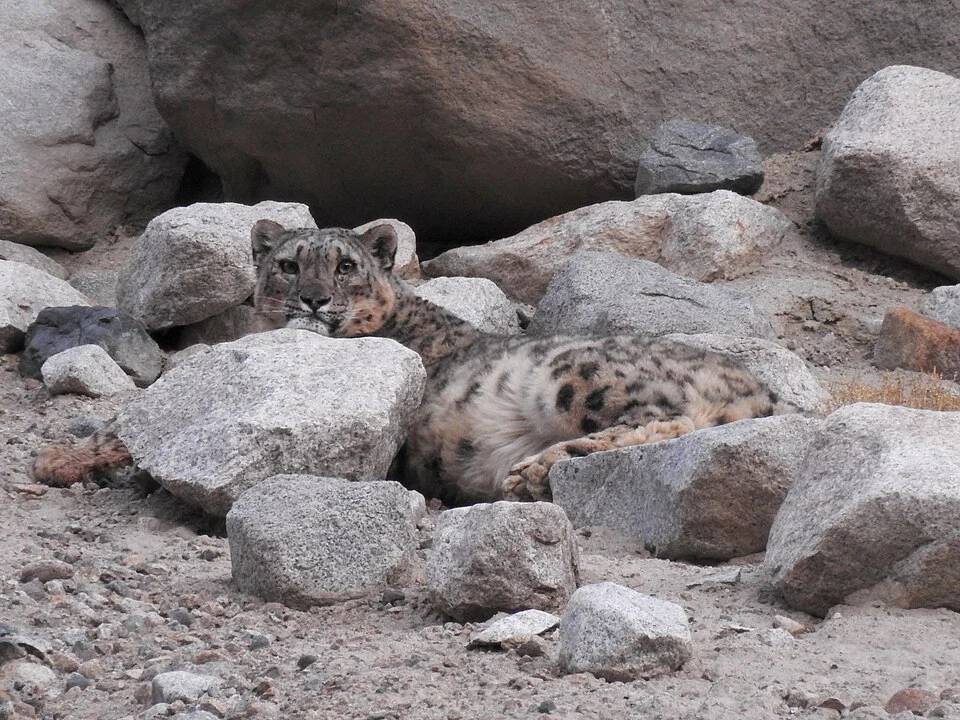 Snow Leopard: Mountain Predator and Conservation in Ladakh