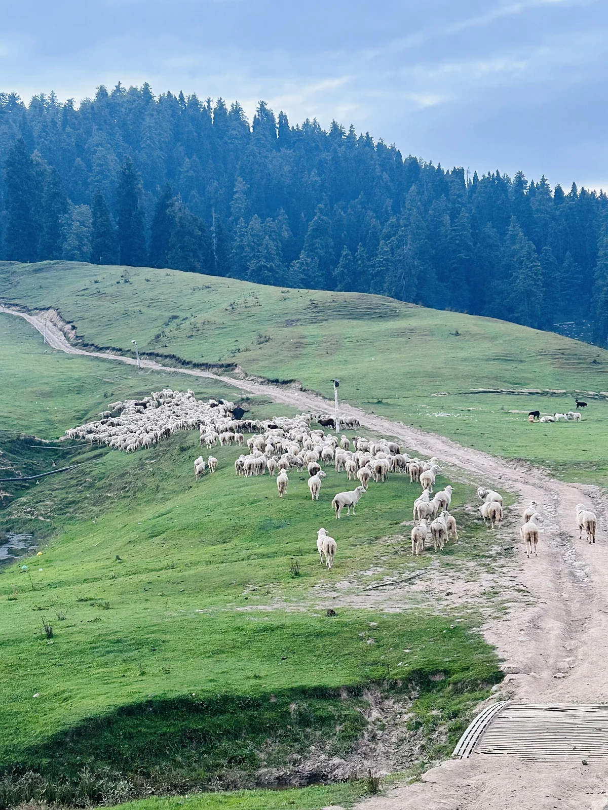 Gulmarg: Meadow, Resort History and Winter Sports