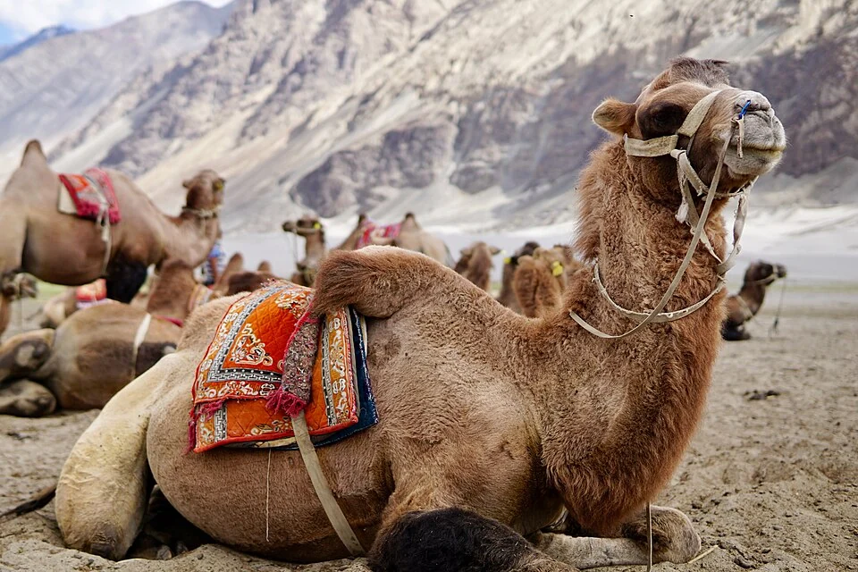 Hunder: Settlement and Sand-dune Landscape in Nubra