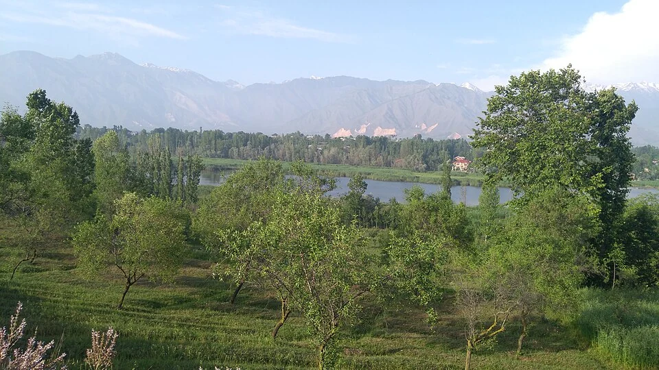 Pampore: Town and Saffron-growing Landscape